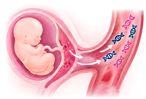 Łożysko uwalnia fragmenty DNA dziecka do krwi mamy